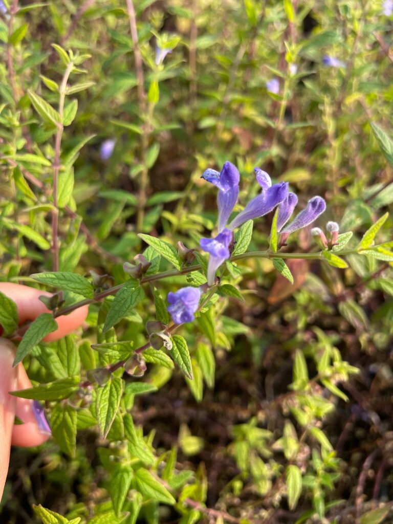 Skullcap Tincture