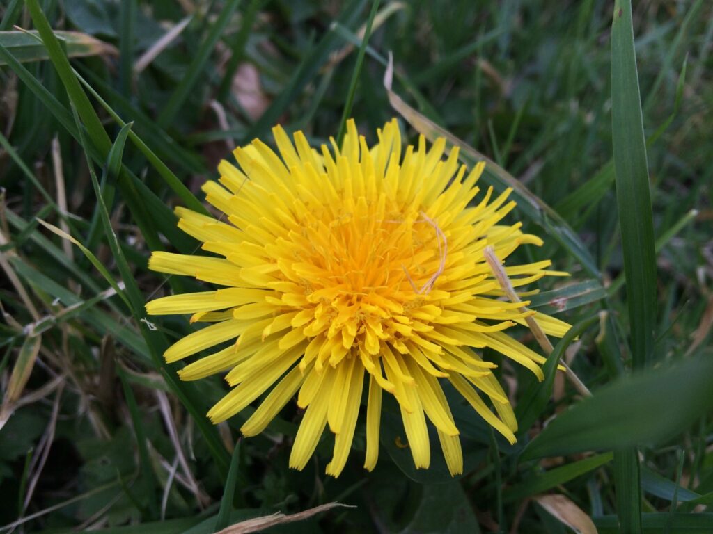 Dandelion Tincture