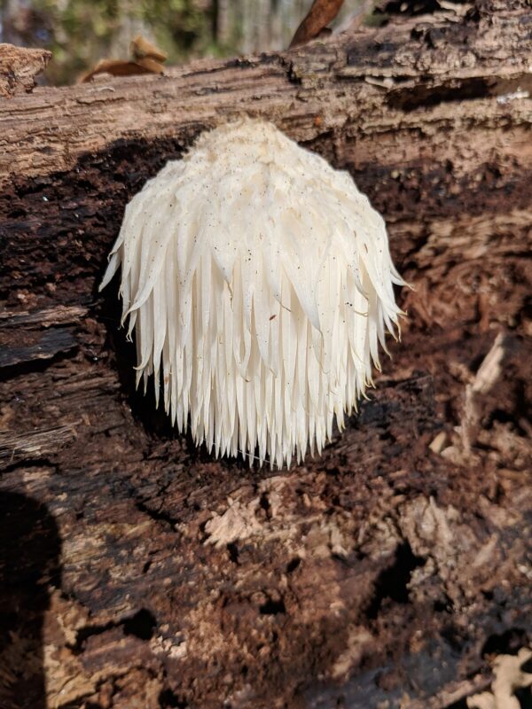 Mushroom Tincture