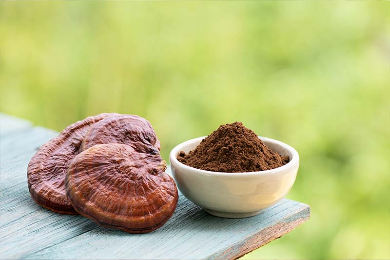Reishi Mushroom