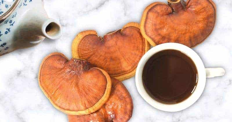 Reishi Mushroom