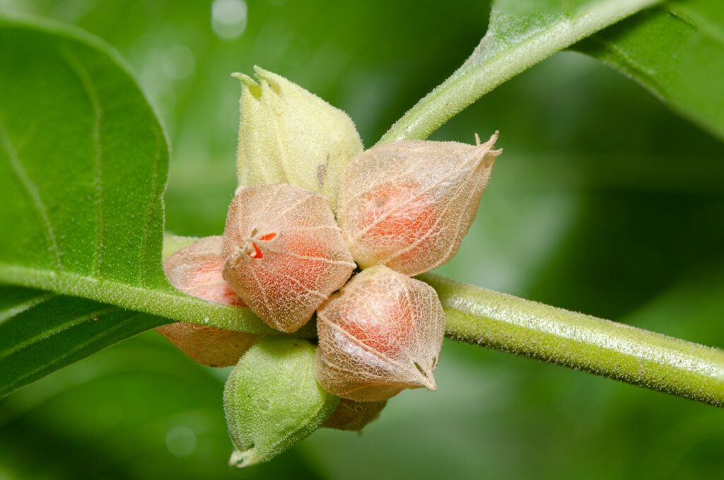 Herbal Supplements