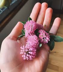 Red Clover Tincture
