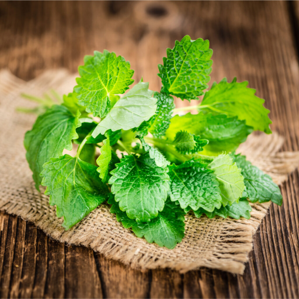 Lemon Balm Tincture