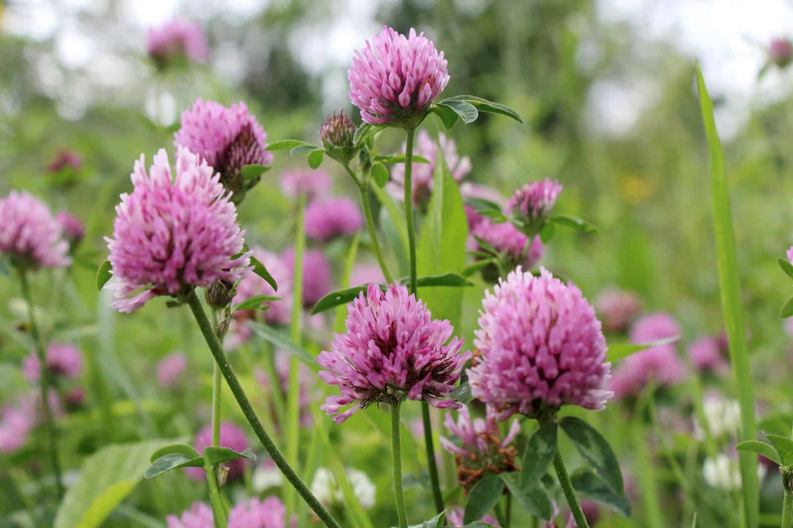 Red Clover Tincture