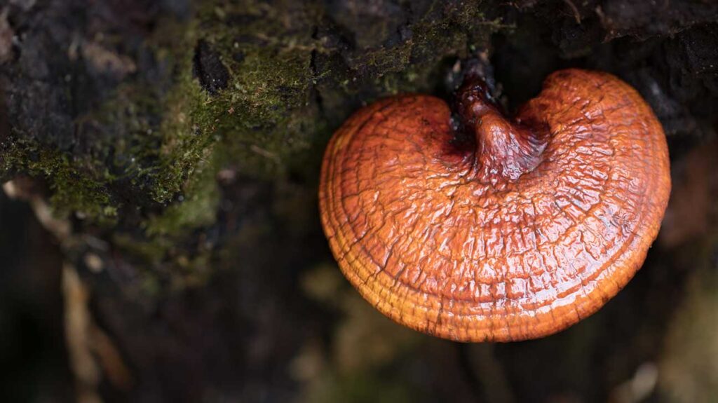 Reishi Mushroom