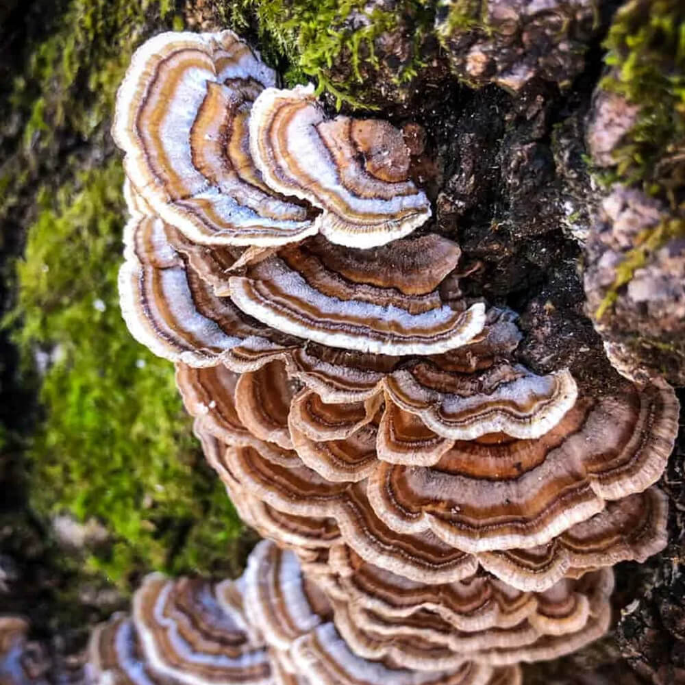 Turkey Tail