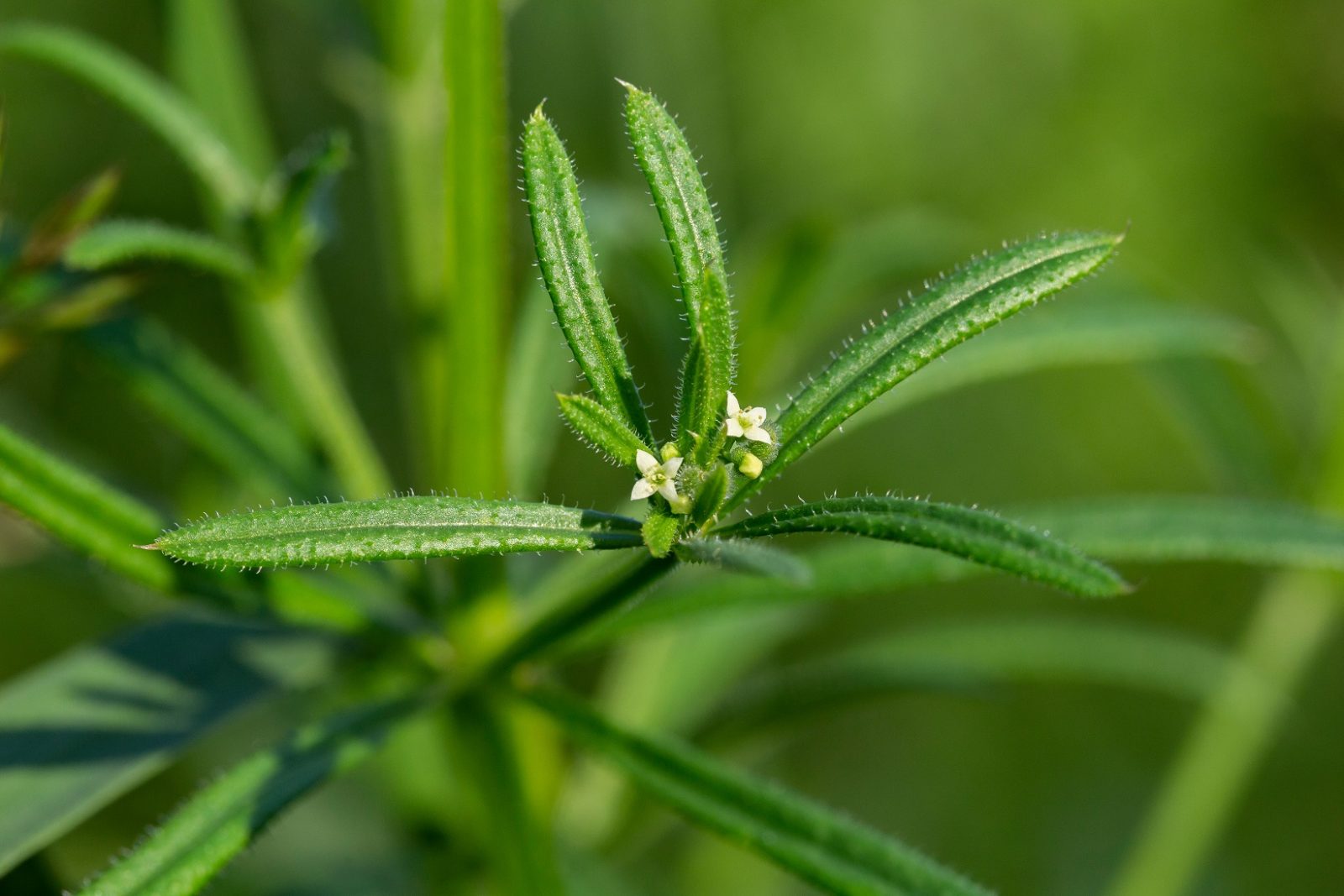 cleavers