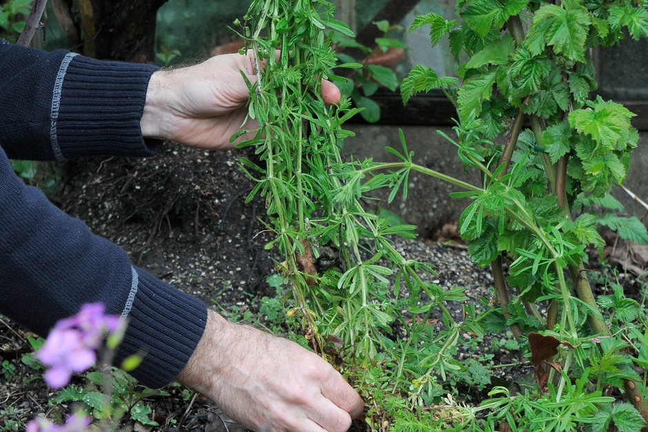 cleavers