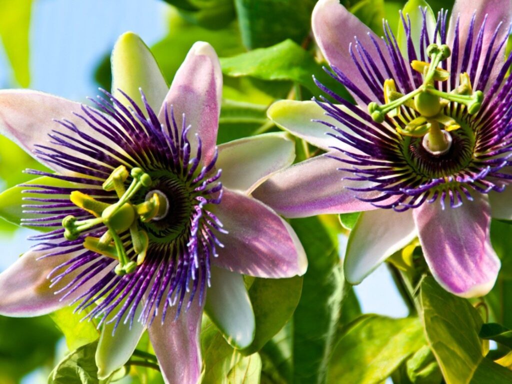 natural remedies for anxiety