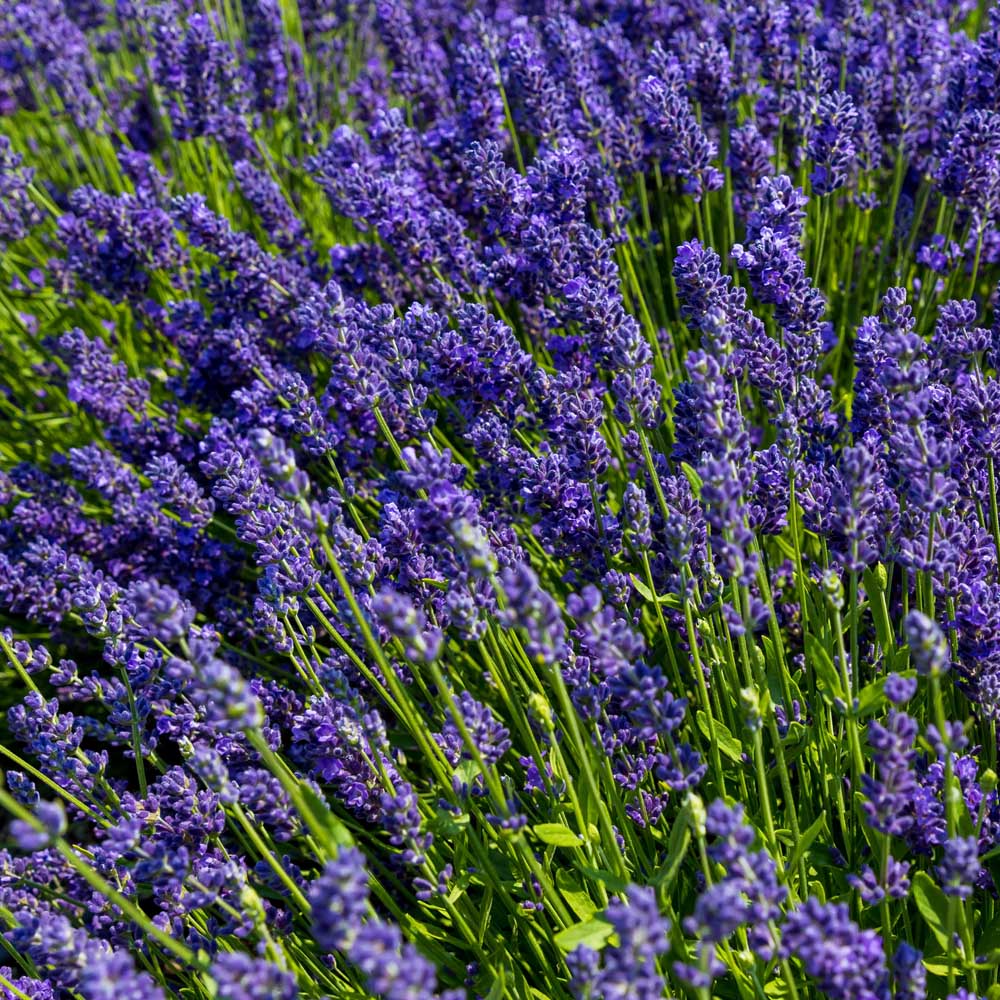 natural remedies for anxiety
